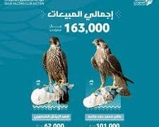 مزاد نادي الصقور السعودي 2024.. بيع صقرين بمبلغ 163 ألف ريال في الليلة الـ 14