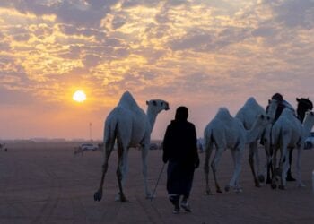 مهرجان الملك عبدالعزيز للإبل يحرك عجلة الاقتصاد في المناطق القريبة من المهرجان