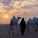 مهرجان الملك عبدالعزيز للإبل يحرك عجلة الاقتصاد في المناطق القريبة من المهرجان