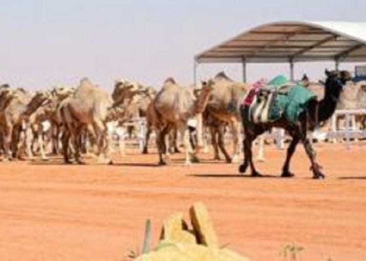 "إطلاق تطبيق 'الغزايز' في منافسات الجمل بمهرجان الملك عبدالعزيز للإبل"