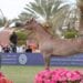 أمير منطقة الرياض يشهد الحفل الختامي للعرض الدولي السابع لجمال الخيل العربية الأصيلة