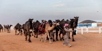 40 مليون ريال صفقات فئة المجاهيم في الأيام الأولى بمهرجان الإبل
