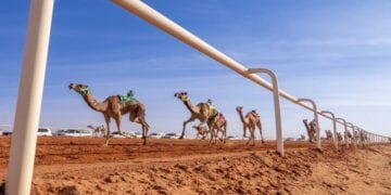 مهرجان الملك عبد العزيز للهجن: ابن جخدب يتصدر في «شعل»