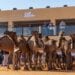 مهرجان الإبل: ردعان يتصدر منافسات «شعل»