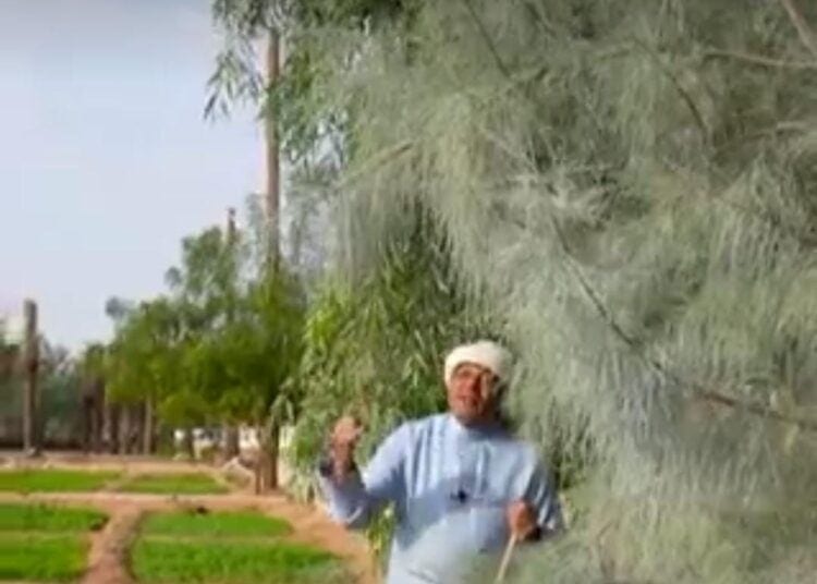باحث فلكي: لكل موسم نجم وسلوك زراعي وسلوك حشري
