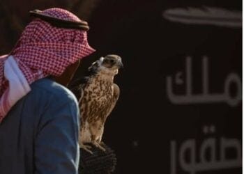 المحترفون الدوليون يتنافسون على 12 كأسًا في اليوم الـ 12 لمهرجان الملك عبدالعزيز للصقور 2024