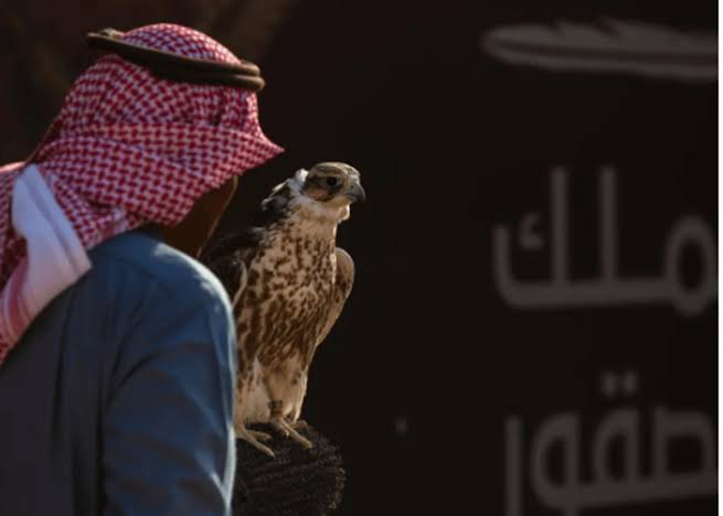 المحترفون الدوليون يتنافسون على 12 كأسًا في اليوم الـ 12 لمهرجان الملك عبدالعزيز للصقور 2024
