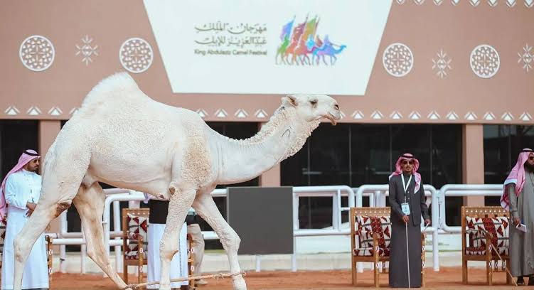 زوار مهرجان الملك عبدالعزيز للإبل يطلعون على أبرز المنجزات والمبادرات التي أطلقها سمو أمير القصيم