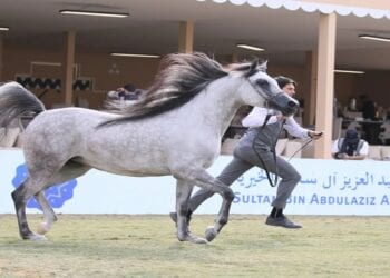 «مربط عذبة» يتألق بحصد الذهب في «مهرجان سلطان العالمي»