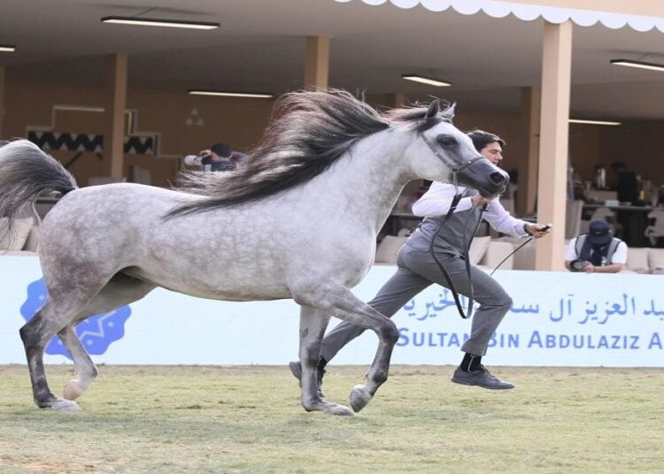 «مربط عذبة» يتألق بحصد الذهب في «مهرجان سلطان العالمي»