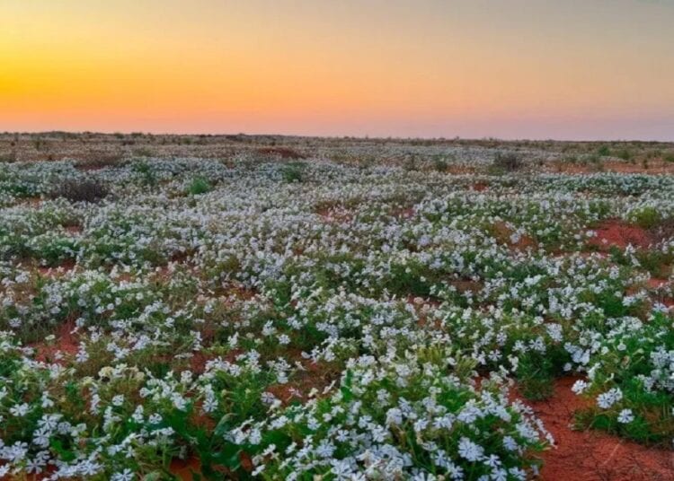 محمية الملك عبدالعزيز تنضم للقائمة الخضراء  “IUCN”