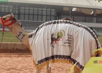 ملاك الهجن السعوديون يواصلون التألق في مهرجان خادم الحرمين الشريفين 2025