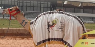 ملاك الهجن السعوديون يواصلون التألق في مهرجان خادم الحرمين الشريفين 2025