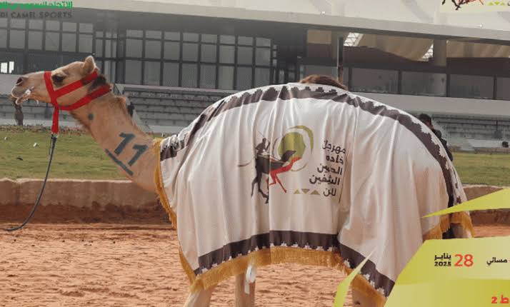 ملاك الهجن السعوديون يواصلون التألق في مهرجان خادم الحرمين الشريفين 2025