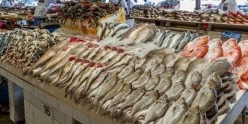القطاع السمكي السعودي.. تطور ملحوظ ونمو مستدام في 2025 (إنفوجراف)