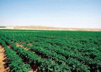 السعودية تخطط لرفع التمويل الزراعي إلى ملياري دولار خلال 2024
