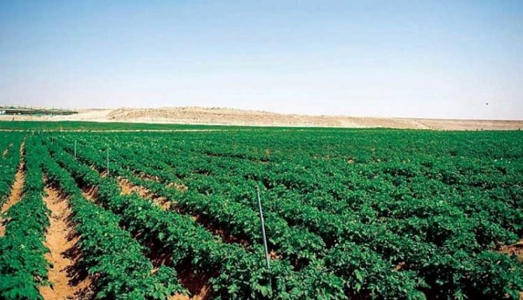 السعودية تخطط لرفع التمويل الزراعي إلى ملياري دولار خلال 2024