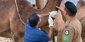 حظائر الإبل تهدد سلامة المسافرين على طريق مكة – جدة.. ومطالبات بتدخل عاجل