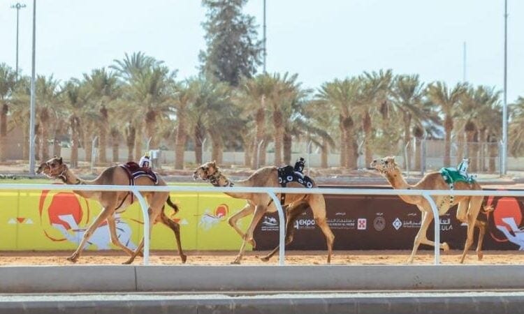 ملاك السعودية يتصدرون منافسات مهرجان خادم الحرمين الشريفين للهجن