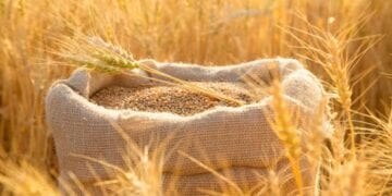 طرح المناقصة الأولى لهذا العام لاستيراد 595 ألف طن قمح