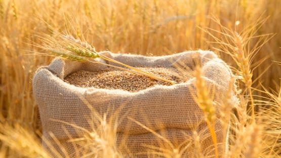طرح المناقصة الأولى لهذا العام لاستيراد 595 ألف طن قمح