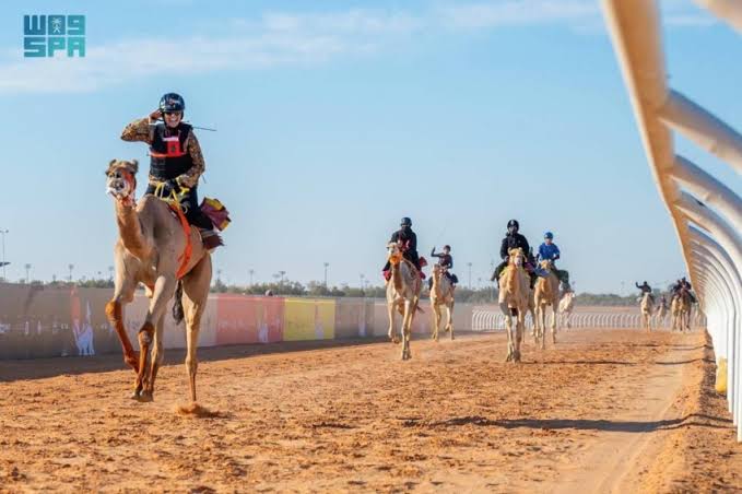 ارتفاع أعداد المشاركين في مهرجان خادم الحرمين الشريفين للهجن 2025