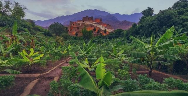 مبادرة السعودية الخضراء تواصل إحراز تقدّم ملموس.. إنجازات تتوالى لبناء غدٍ مزدهر في المملكة
