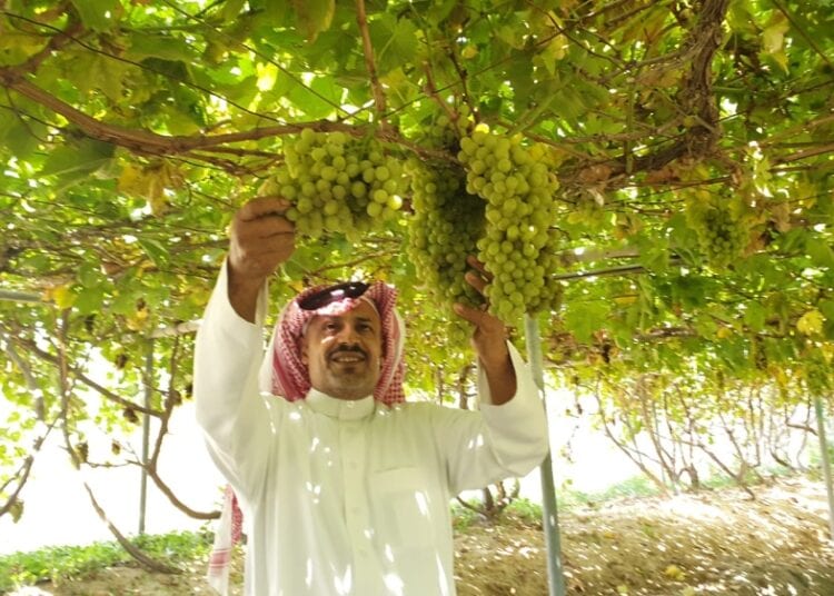 الاكتفاء الذاتي من المحصول يقترب.. وفرة في إنتاج العنب السعودي تتجاوز 122 ألف طن سنويًا