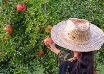 أطعمة طازجة على الإفطار والسحور.. محاصيل الباحة الموسمية تزين موائد رمضان وتعزز الاقتصاد المحلي