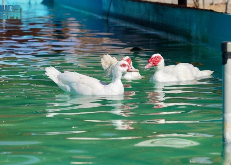 المزارع الريفية غرب رفحاء وجهة سياحية واعدة تجمع بين الترفيه والطبيعة