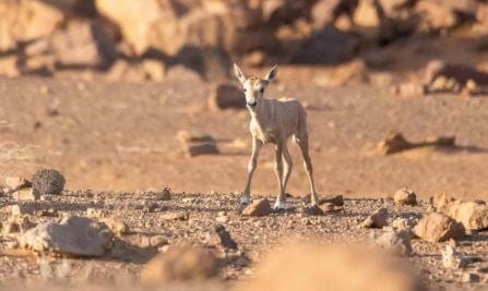 ولادة المها العربي