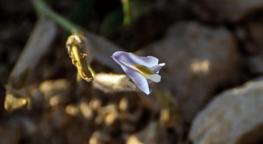 نبات القفعة