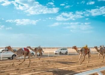 ميدان الهجن بنجران يقيم سباق سنّ المفاريد.. السبت