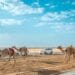 ميدان الهجن بنجران يقيم سباق سنّ المفاريد.. السبت