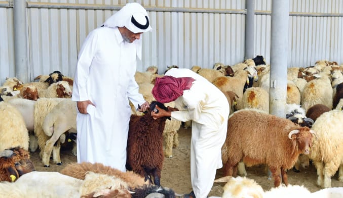 أماكن بيع الأضاحي في السعودية