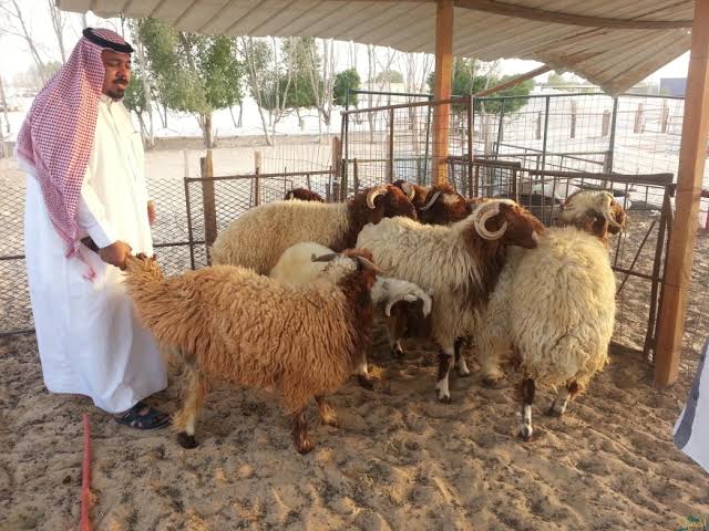 احجز الآن .. إطلاق خدمة حجز مواقع بيع الأضاحي في الرياض