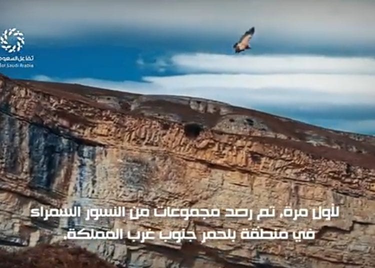 السعودية تفاجئ العالم باكتشاف جديد في سمائها.. النسور السمراء تتكاثر لأول مرة في “بلحمر”