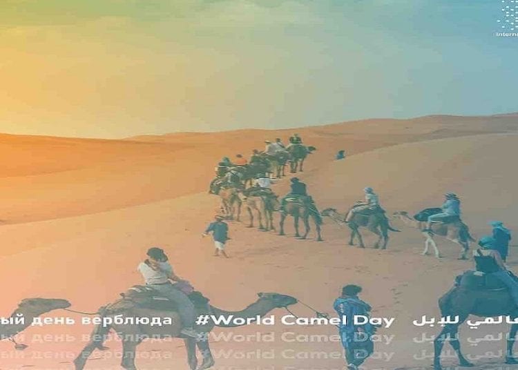إنجاز سعودي.. المدينة الصناعية الأولى للإبل بالأفلاج تُطلق مرحلة جديدة من التنمية البيئية والثقافية