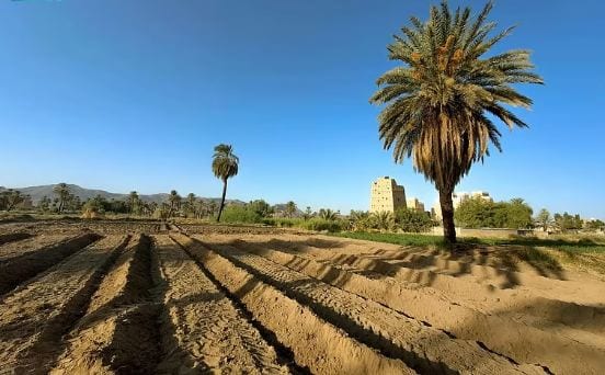 نجران.. واحة زراعية صاعدة تستقطب الاستثمارات وتتصدر إنتاج البن والعنب