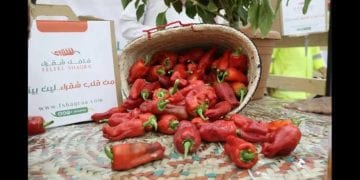عودة موسم فلفل شقراء.. مذاق محلي يلتقي بالتراث في أجواء احتفالية فريدة