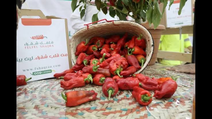 عودة موسم فلفل شقراء.. مذاق محلي يلتقي بالتراث في أجواء احتفالية فريدة