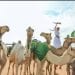 بمشاركة واسعة وجوائز 50 مليون ريال.. مهرجان ولي العهد للهجن يستعد لانطلاق نسخته السابعة
