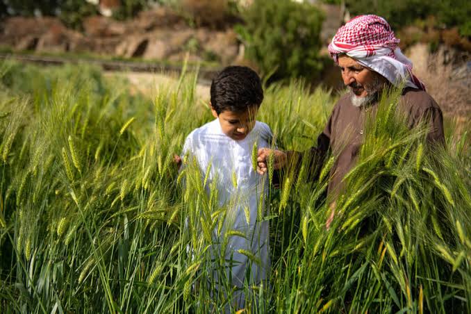 مزارع عسير الجبلية.. سياحة خضراء تتنفس بين الغيوم
