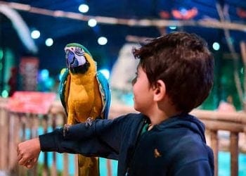 أكثر من 7,500 م² من المغامرة.. غابة العجائب تنقل موسم جدة لعالم جديد