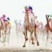انطلاق مهرجان ولي العهد للهجن في الطائف.. سباقات حافلة بالإثارة والتراث بـ 92 شوطًا و184 كيلو مترًا من التنافس