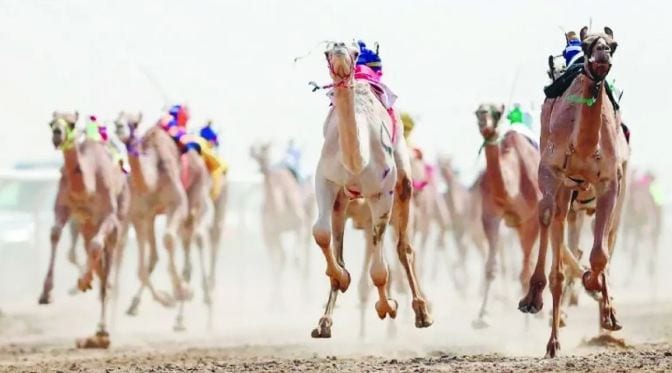 انطلاق مهرجان ولي العهد للهجن في الطائف.. سباقات حافلة بالإثارة والتراث بـ 92 شوطًا و184 كيلو مترًا من التنافس
