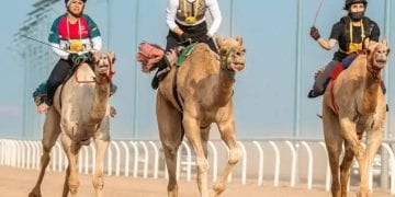 مهرجان ولي العهد للهجن