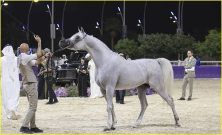 احتفالية وطنية ترسخ الإرث الأصيل.. تفاصيل بطولة جمال الخيل العربية الأصيلة 2025