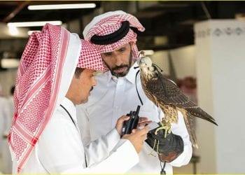 الصقور
