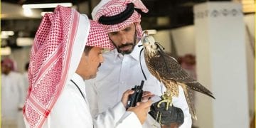 الصقور